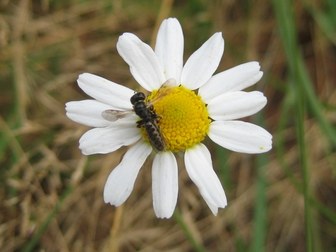 Fondo para Power Point (PPT PPS), Open Office Impress y monitores Fondo para Power Point (PPT PPS), Open Office Impress y monitores