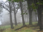 Arboles de la sierra de Triano envueltos en la niebla