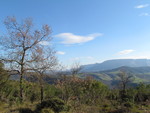 Arboles del camino a la cima del Peñalta desde Retes de Tudela