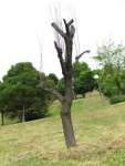 Arboles del parque de las Kamporras en Sestao