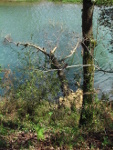 Arboles del río Agüera en el Pontarron-Guriezo