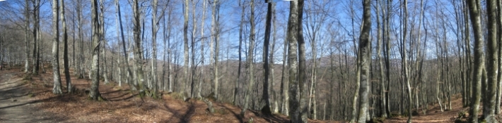 Ir a panoramica