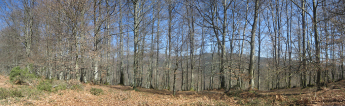 Ir a panoramica