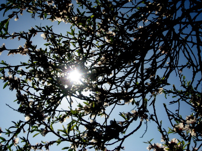 Arbol florido Arbol florido