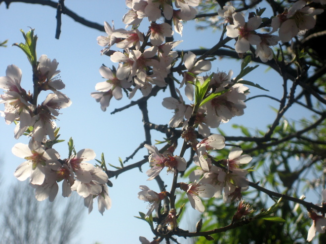 Arbol florido Arbol florido