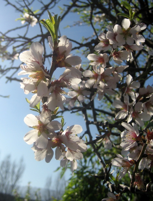 Arbol florido Arbol florido