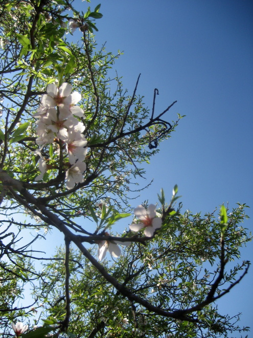Arbol florido Arbol florido