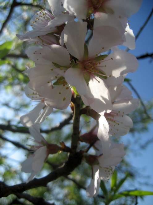 Arbol florido Arbol florido